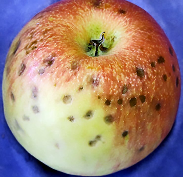 Honeycrisp with visible bitter pit