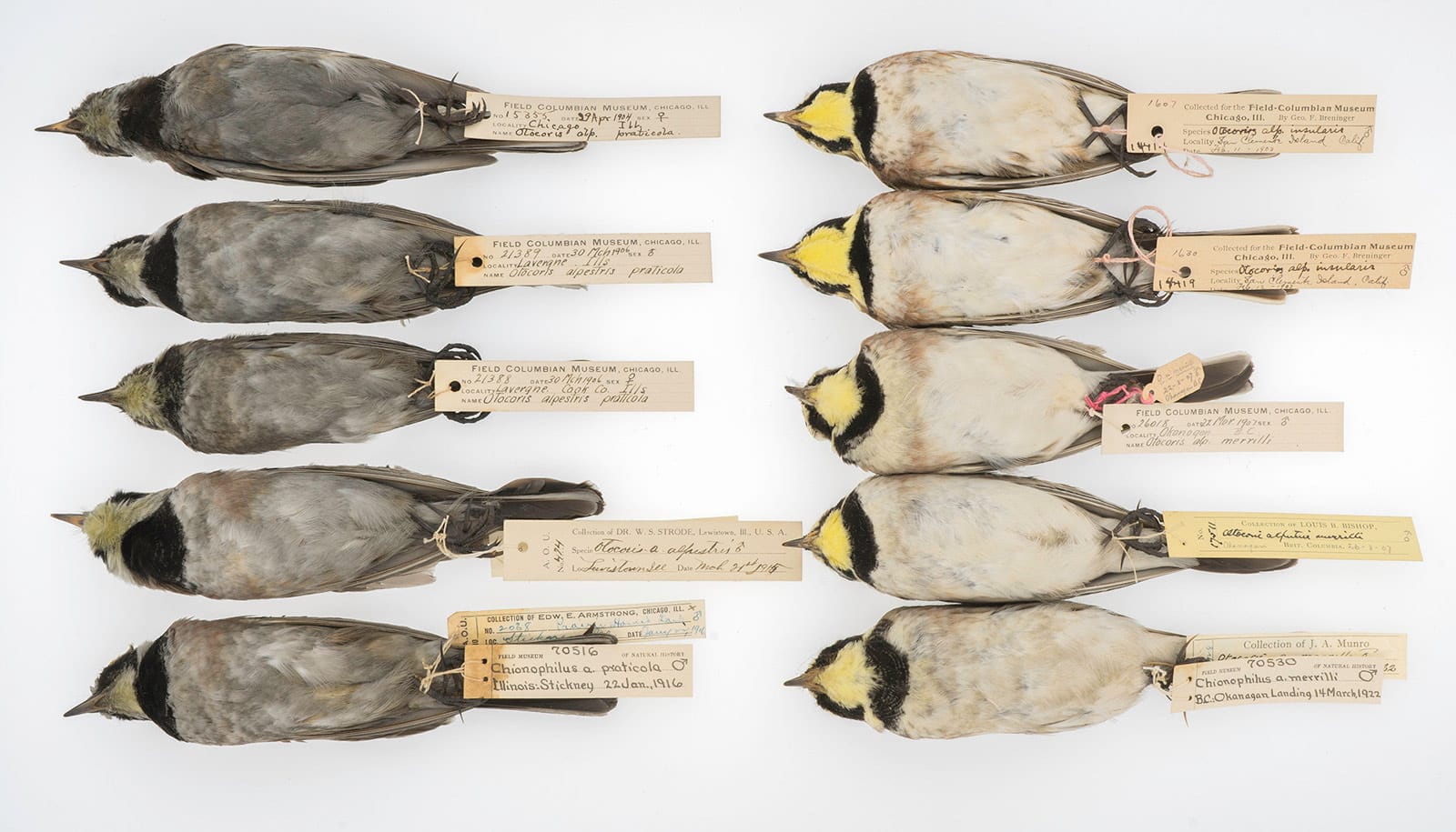 horned larks comparison