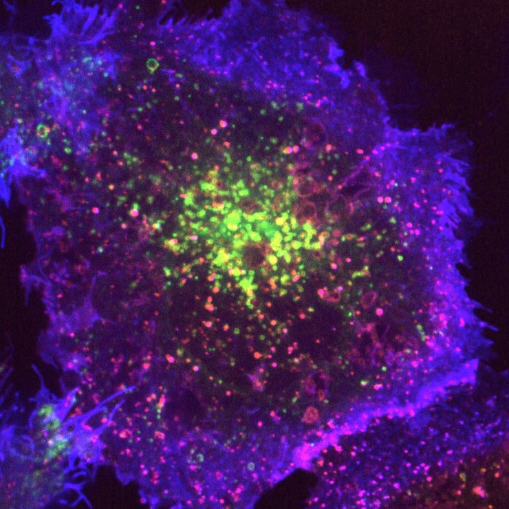 hotwiring endocytosis