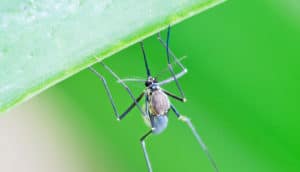 mosquito hangs under green leaf