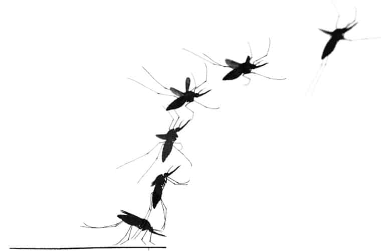 mosquito montage image