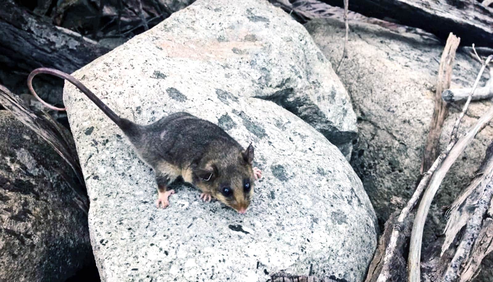 mountain pygmy possum