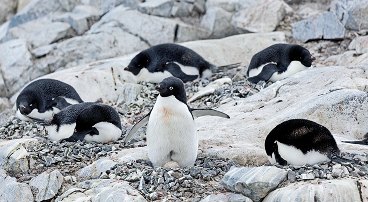 Adélie penguins