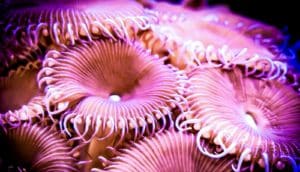 pink corals
