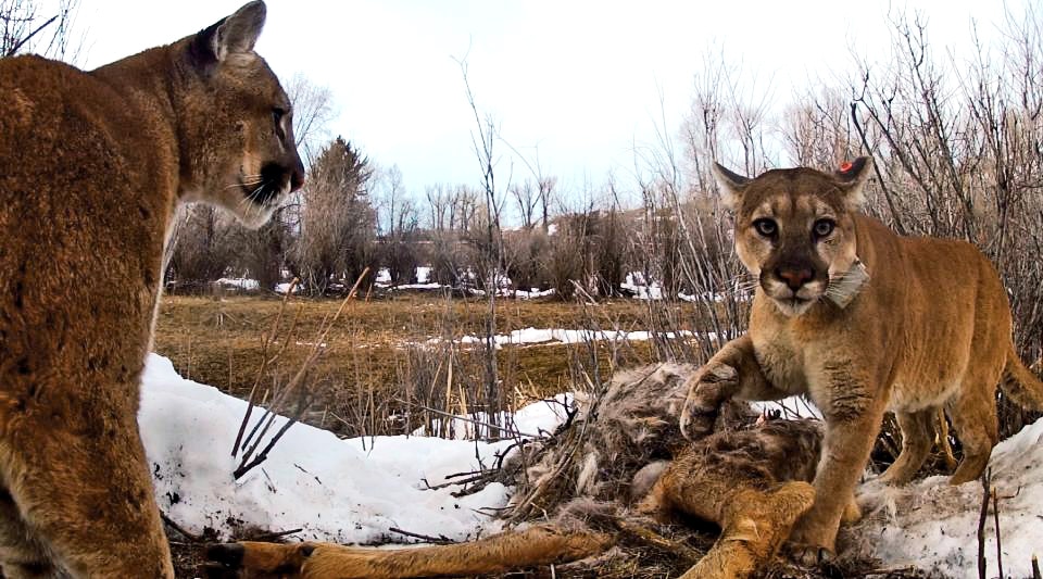 pumas sharing food