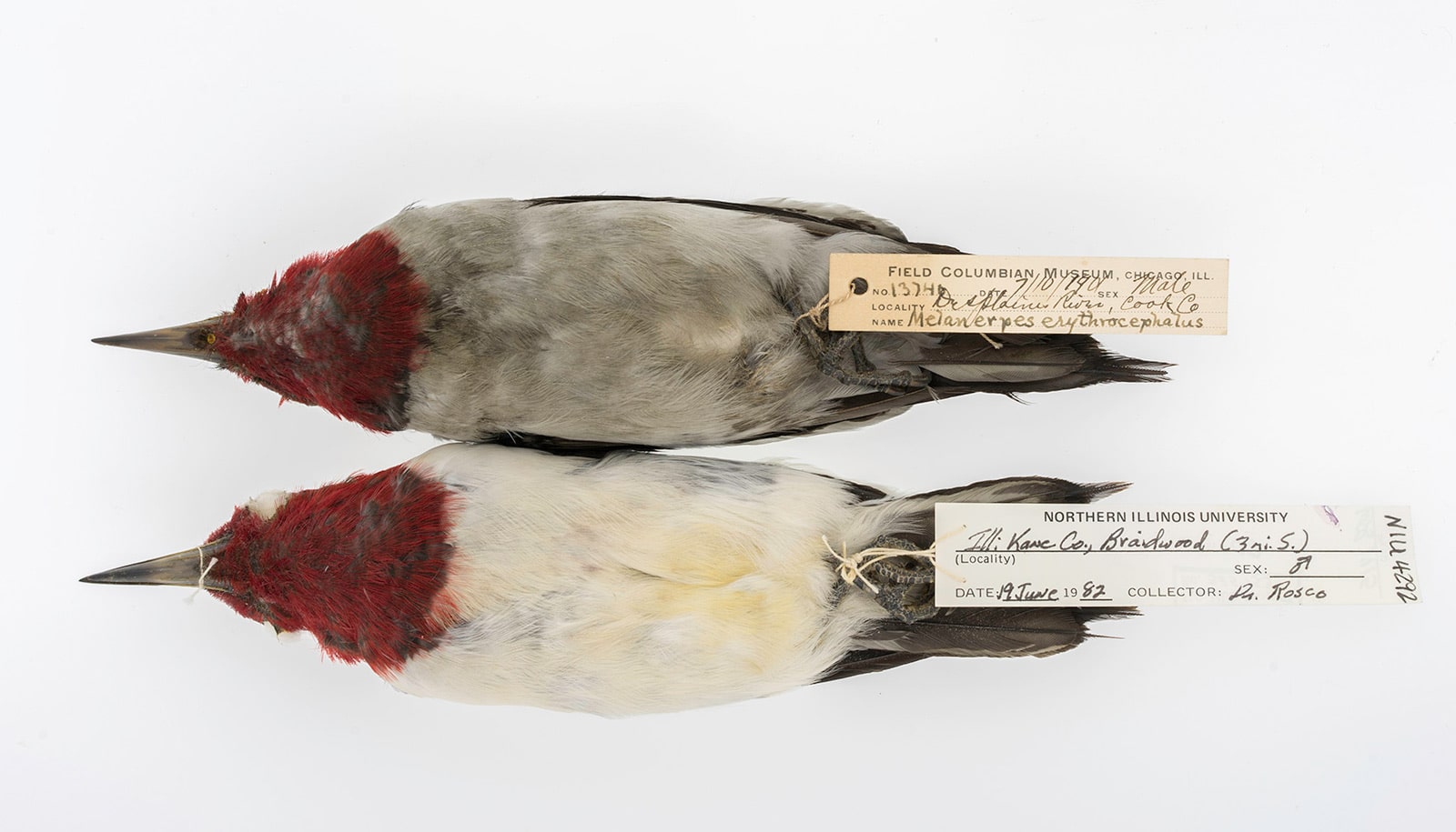 two red-headed woodpeckers