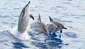trio of spinner dolphins
