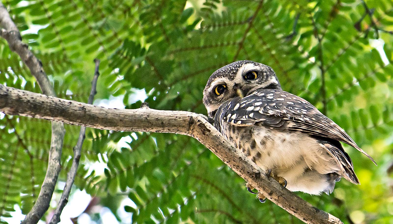 How to protect spotted owls and the forest Futurity