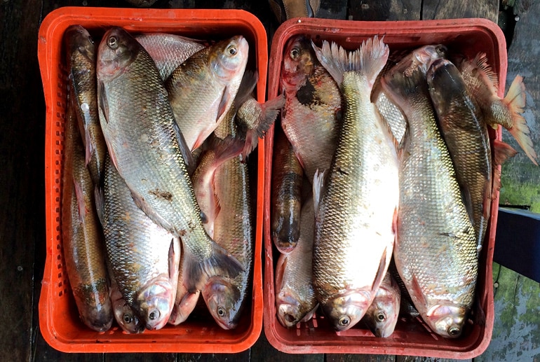 Madeira River fish in buckets