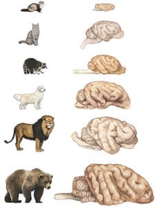 Carnivore brain comparison (dogs vs. cats)