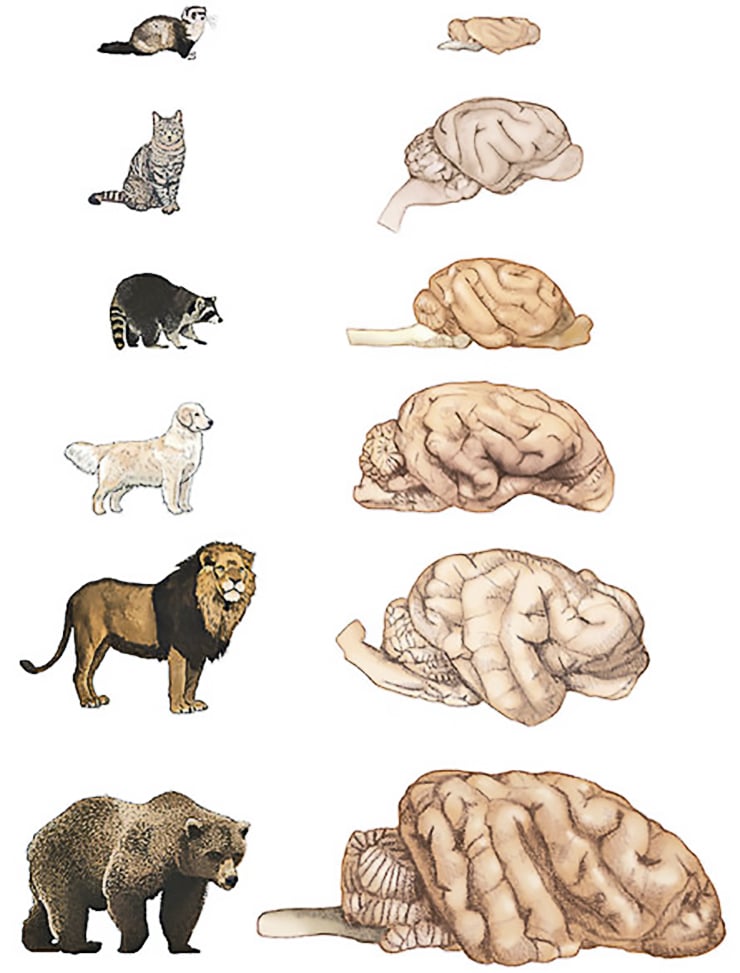 Carnivore brain comparison (dogs vs. cats)