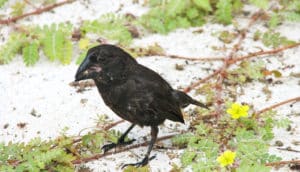 Male Geospiza conorostris