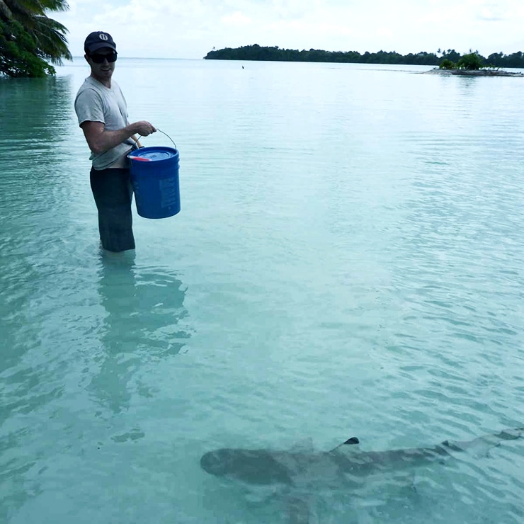 shark swimming near Palmyra Atoll