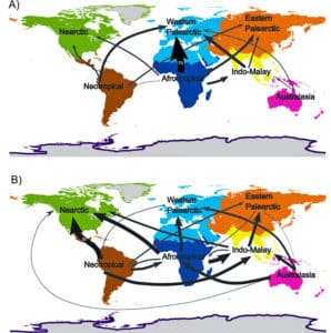 bird trade comparison maps