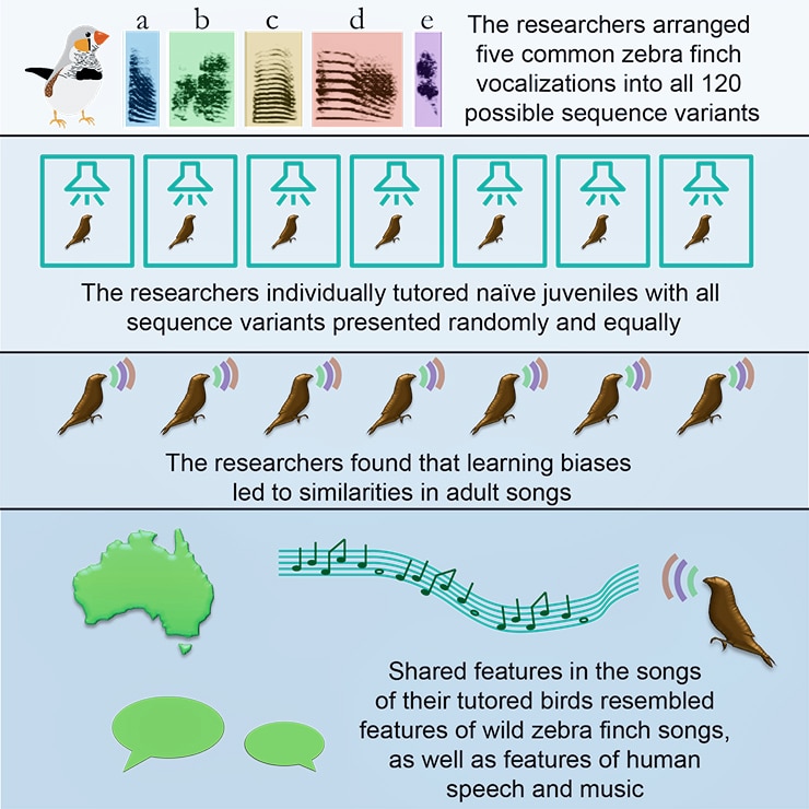 birdsongs graphical abstract