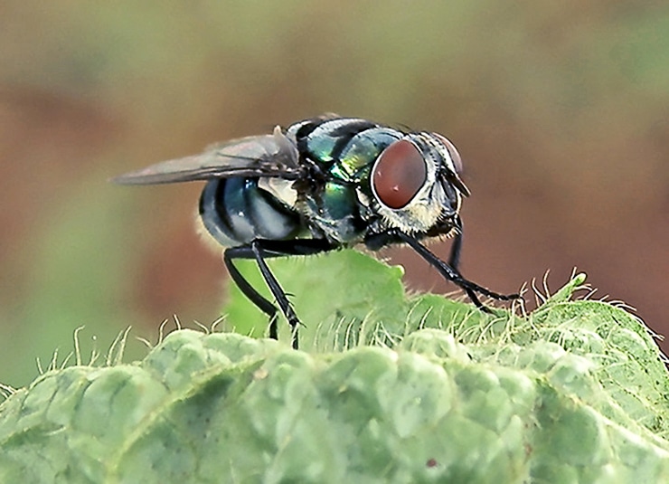 blowfly on a leaf