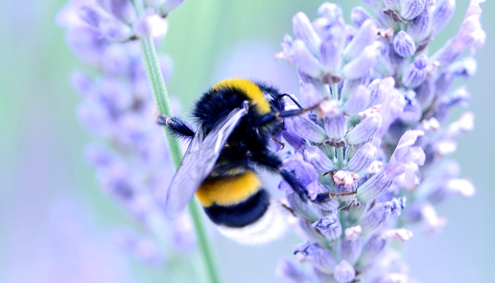 bumblebeepurpleflowers_1600 Futurity