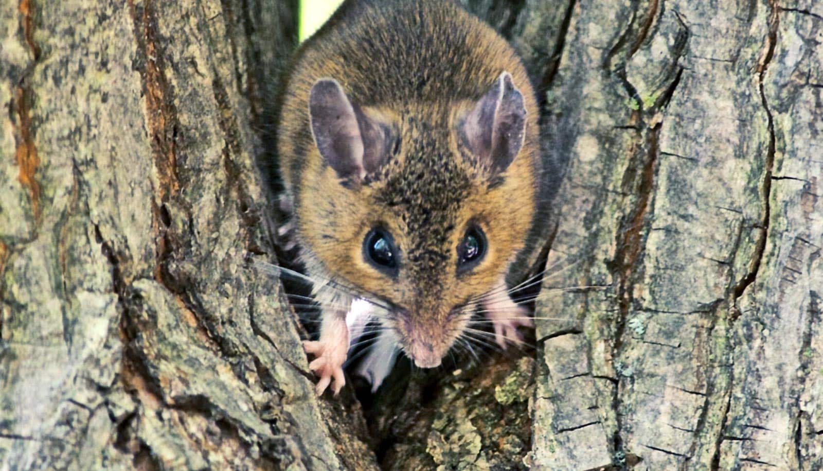 How To Care For Mice : You should start by providing the right housing.