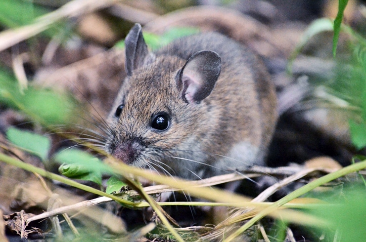 mice and climate change