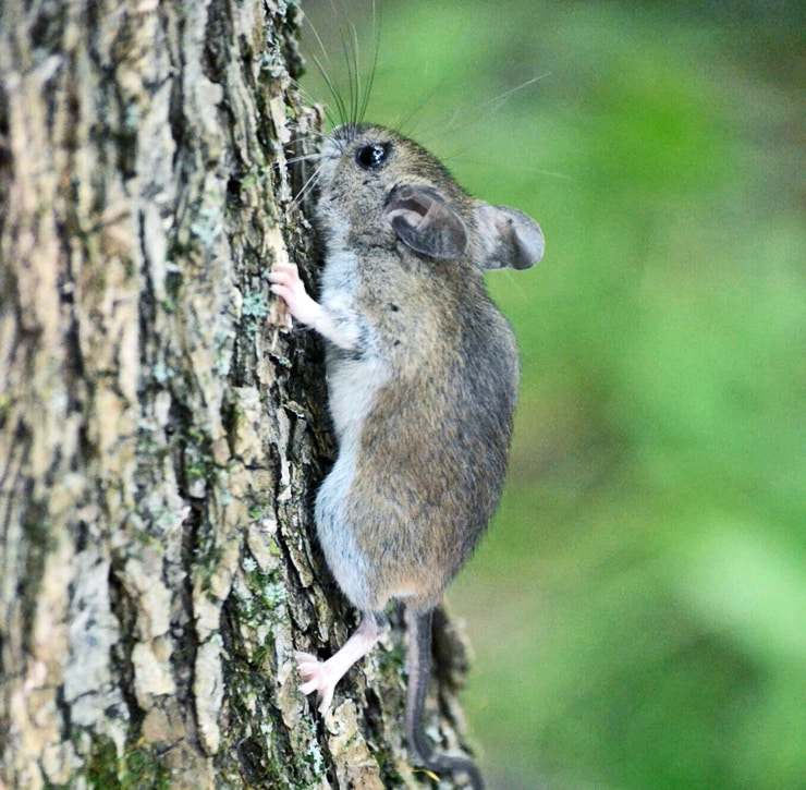 Mice and climate change