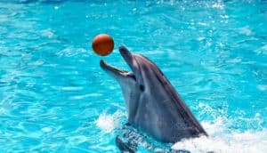 dolphin playing ball