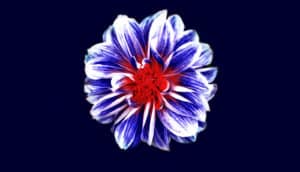 blue and red flower on black