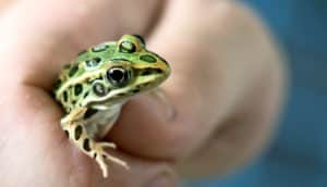 northern leopard frog in hand