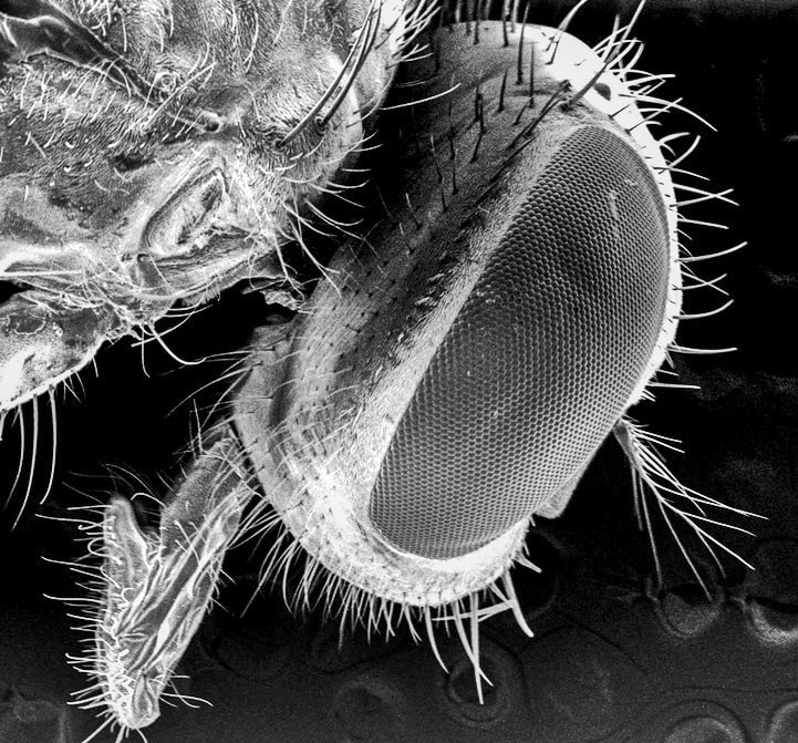 housefly close-up