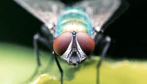 housefly looking at camera