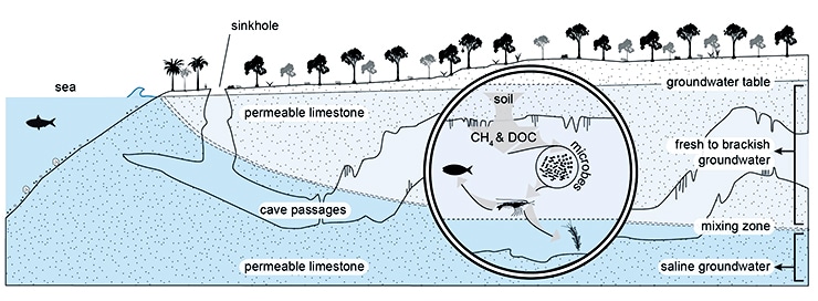 cave-adapted methane microbe fig2