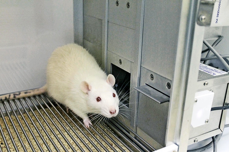 rat in addiction and motivation experiment