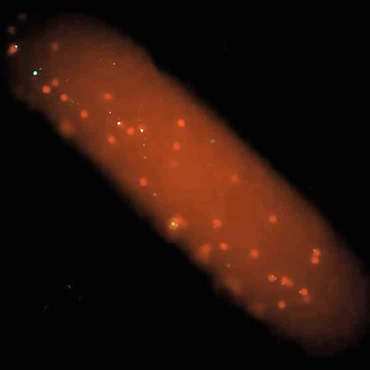 nanoparticles in mouse blood vessel