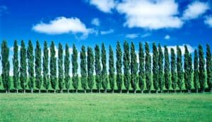 poplar trees in a row
