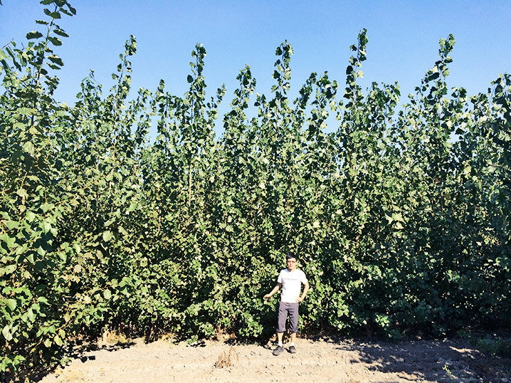 poplar trees