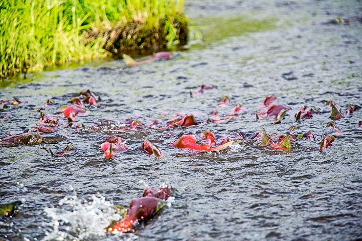 salmon swimming, fish