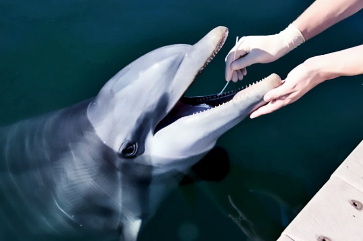 swabbing dolphin's mouth