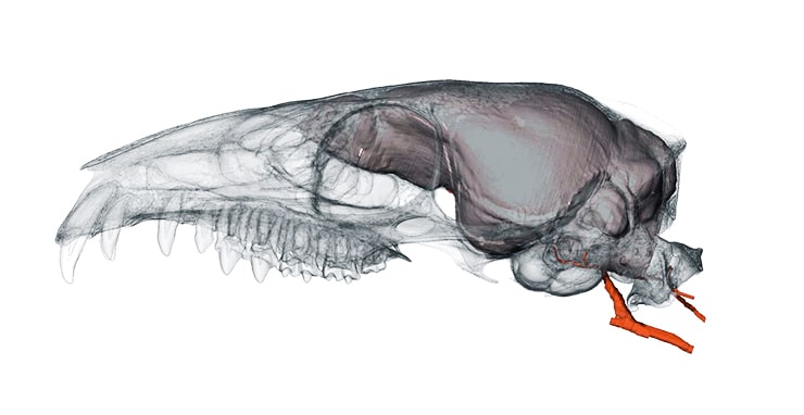 treeshrew brain