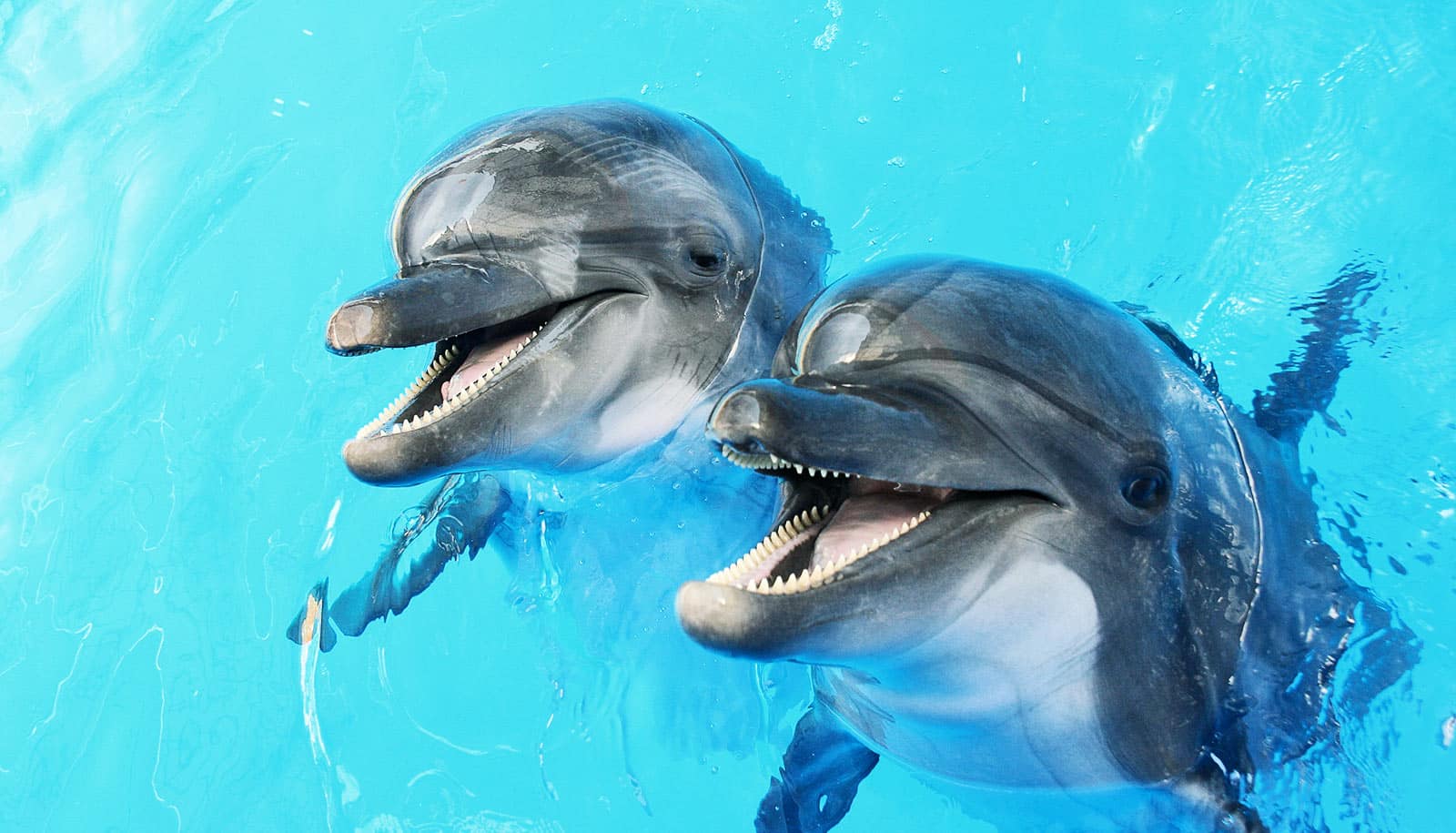 Swabbing dolphin mouths reveals bacterial 'dark matter' - Futurity