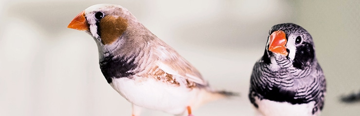 two zebra finches