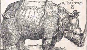 Albrecht Dürer's The Rhinoceros