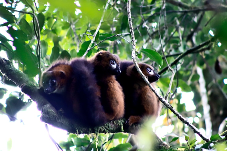 Lemur huddle