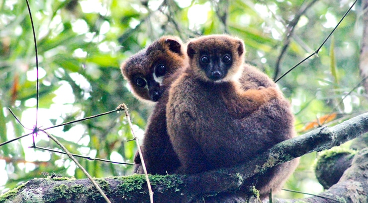 lemur male with infant