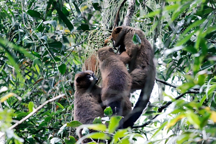 Lemurs feeding