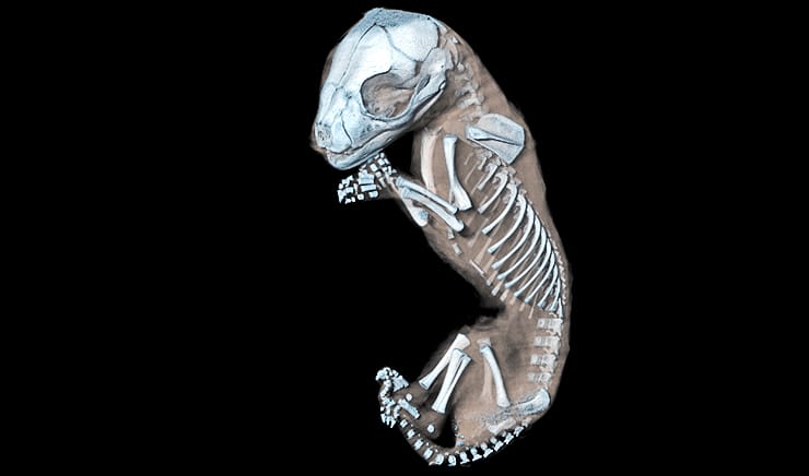 Thylacine C5757 specimen