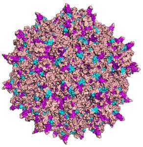 adeno-associated virus (CRISPR delivery for ALS)