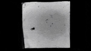 surveillance footage of spider building web