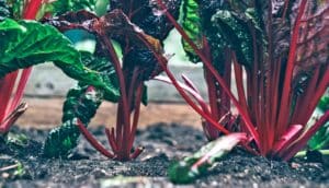 chard plants in garden