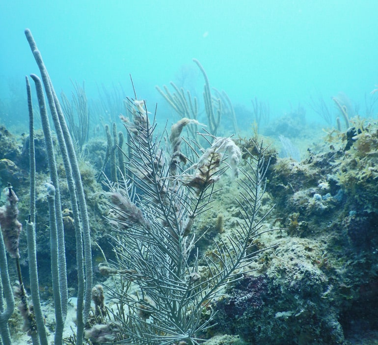 cyanobacteria on damaged coral