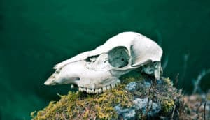 deer skull on mossy rock