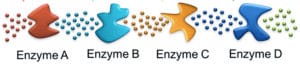 Enzyme cascade illustration